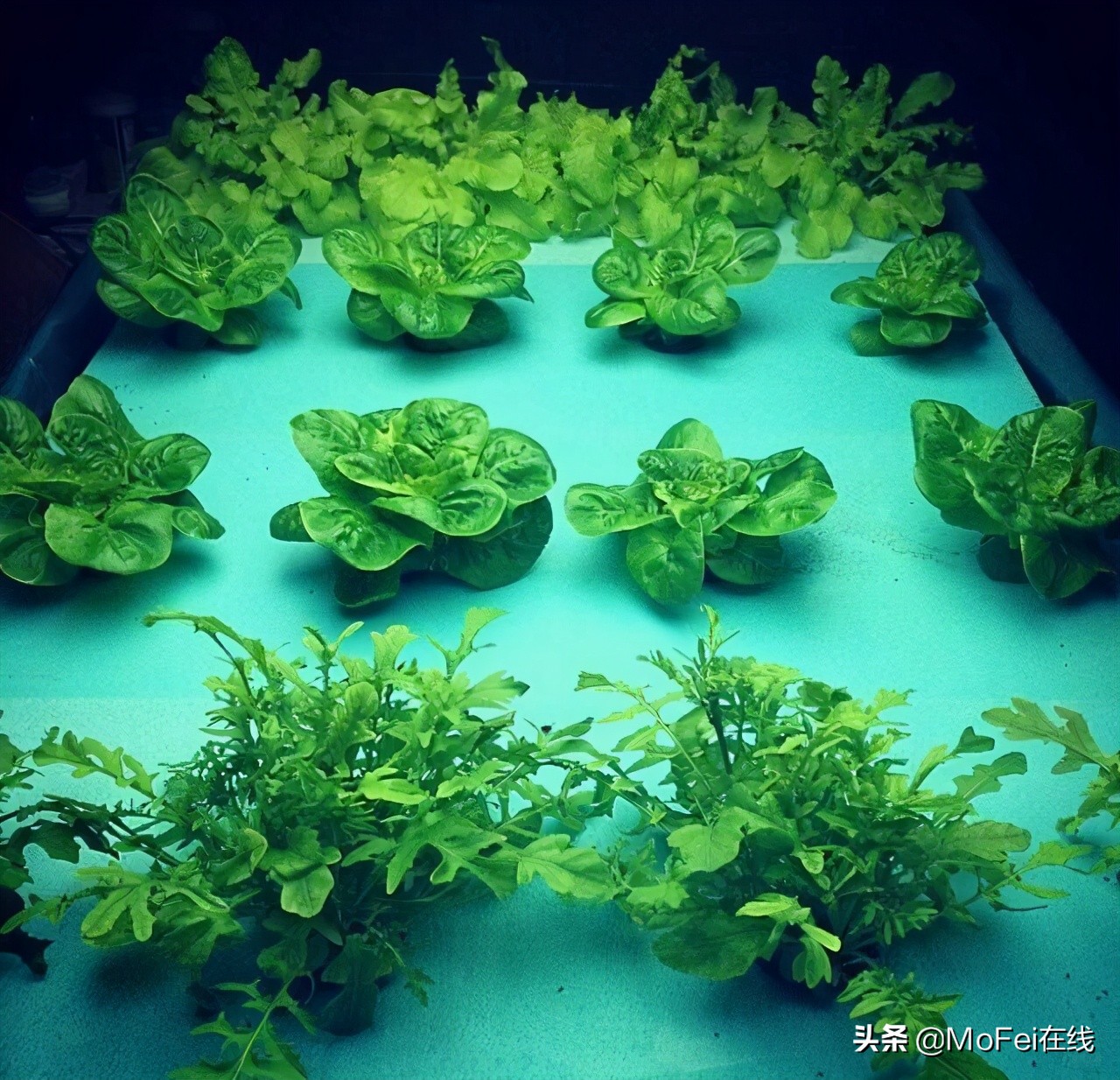 你对农业的了解是多少,你对犹太人了解多少