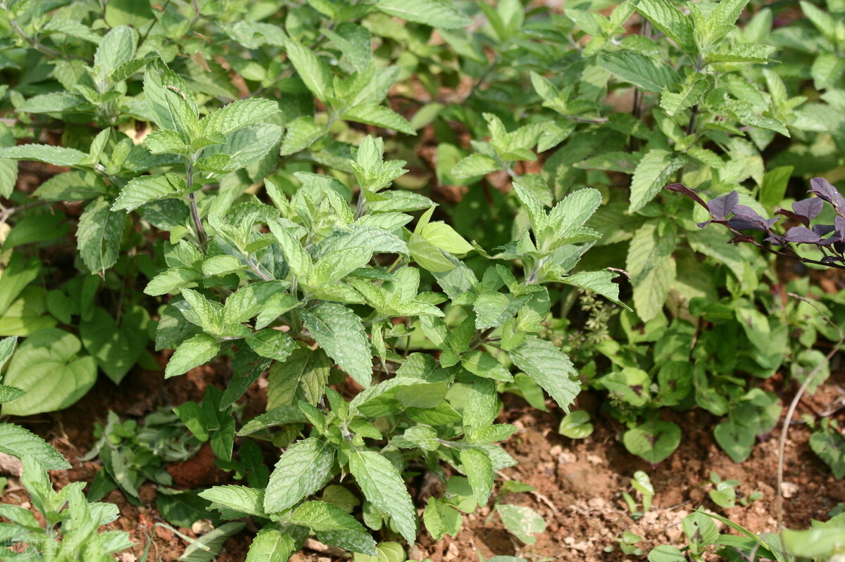 养薄荷会出现哪些问题,养薄荷为什么会死