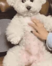 那些对主人保护欲超强威风的狗狗,这6种狗温顺得不像话却少有人知