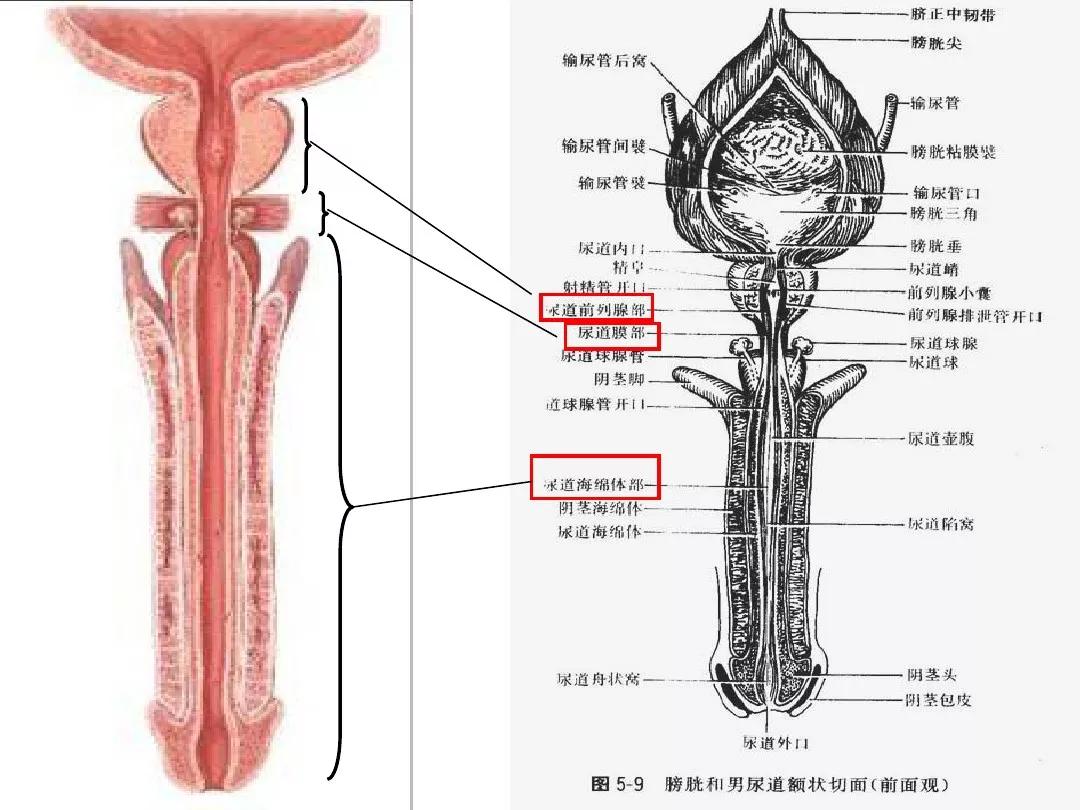 泌尿系统解剖图谱大全,2022泌尿系统的解剖生理讲解课程