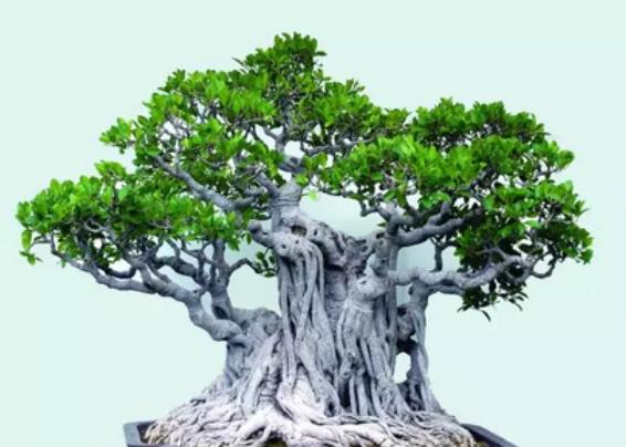 榕树黄叶怎么修剪,榕树黄叶怎么办