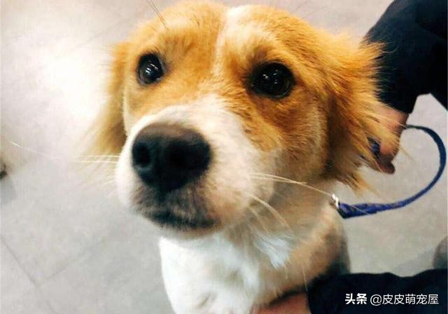 新到家的狗狗可以吃狗粮和喝水吗,纠正狗狗挑食只能喂狗粮吗