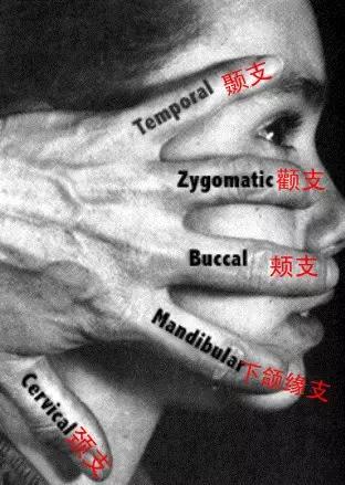 完整版神经系统医学美图看一眼就可以记住