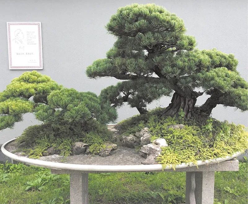 盆景素材十大排名 (什么盆景素材最好)