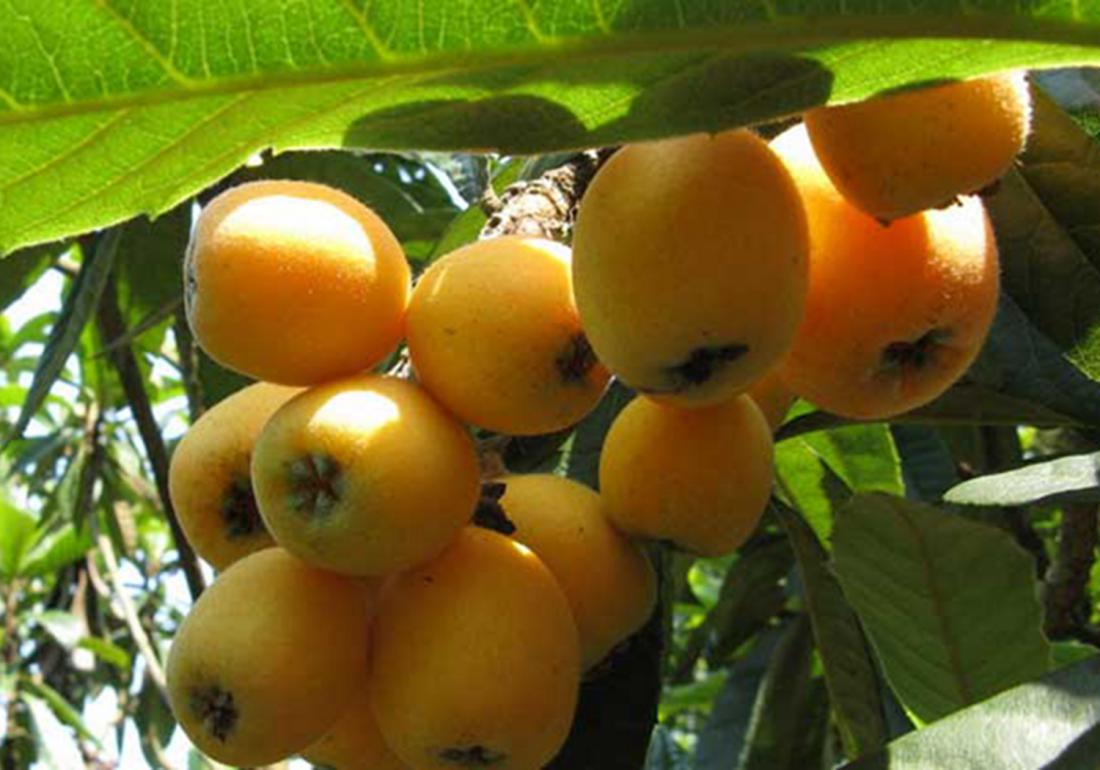 种植枇杷果的小技巧,枇杷有哪些病虫害防治