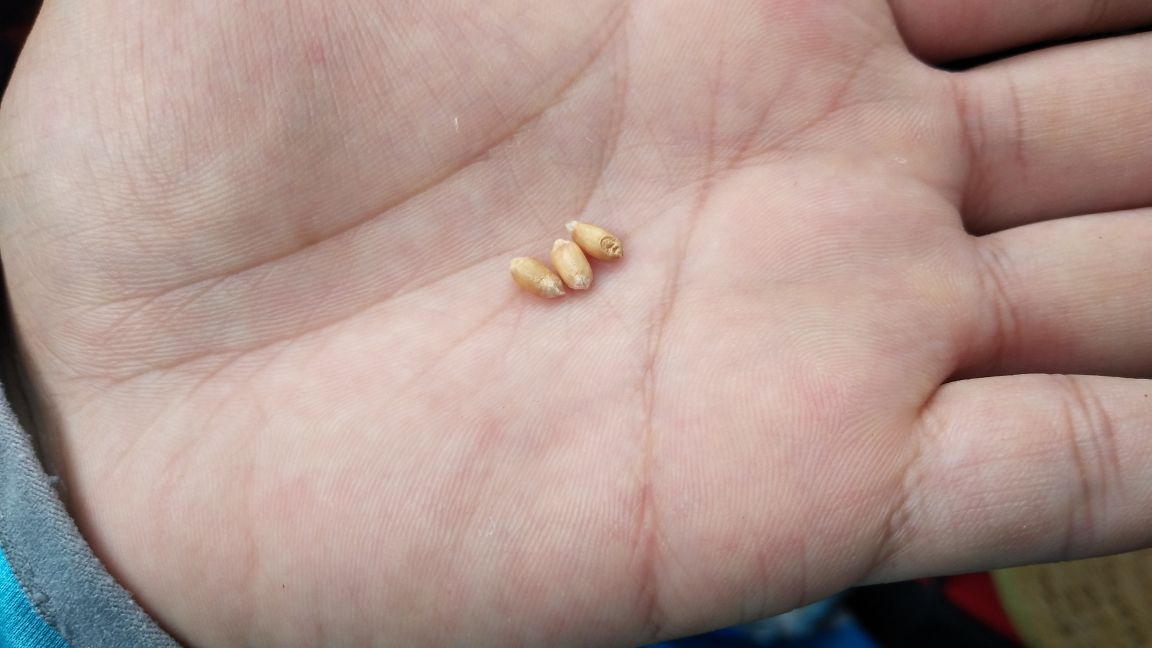 响水水库钓鲤鱼,响水钓鲤鱼位置