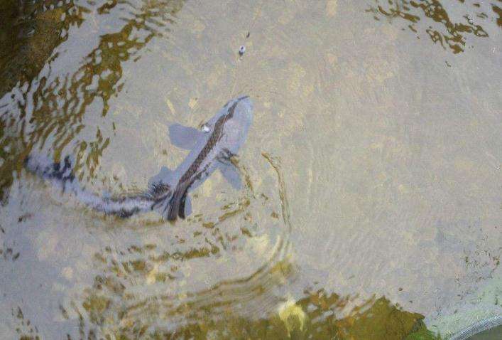 *战野**劲鲤，请你牢牢记住这三点，老钓手都默默收藏了