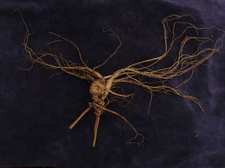 各类人参,从功效与性能上如何排名?