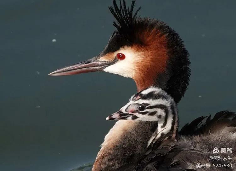凤头鸊鷉粤语,斑头雁飞得最高的鸟