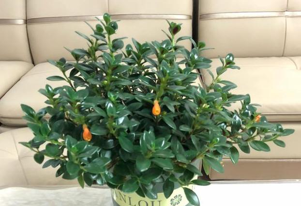 金鱼吊兰怎么养才能快速开花,春天金鱼吊兰开花可以晒太阳吗