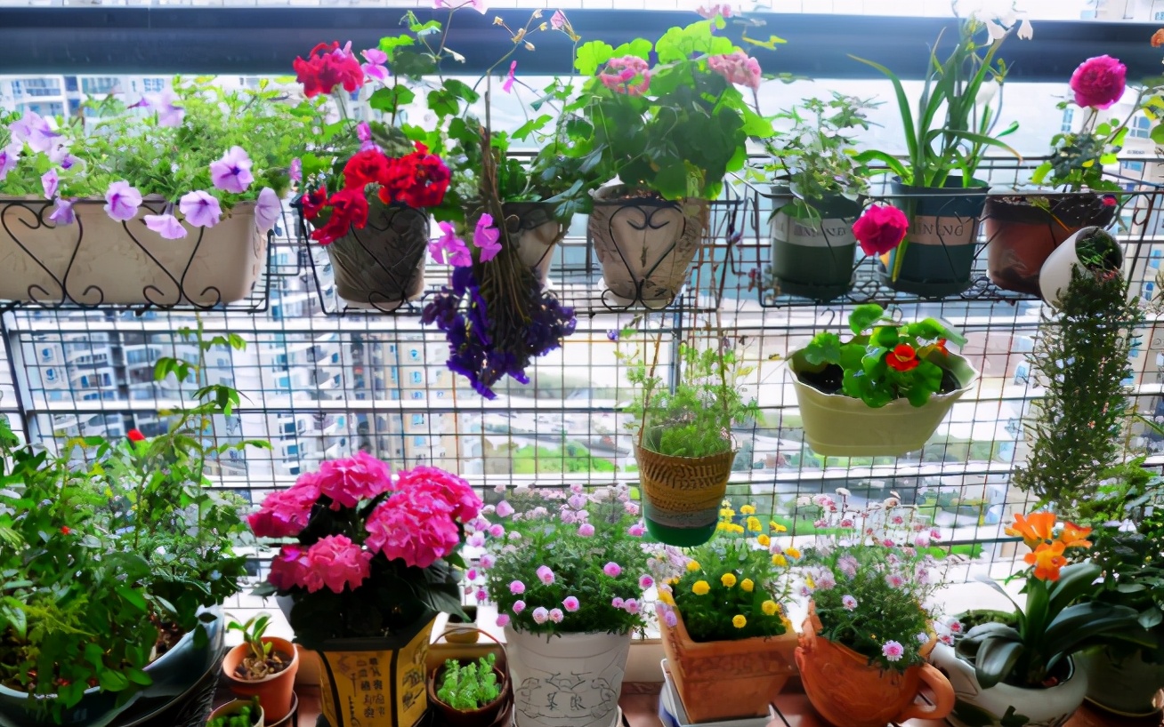 淘米水养花的正确方法和注意事项,鸡蛋壳淘米水做养花肥料的方法