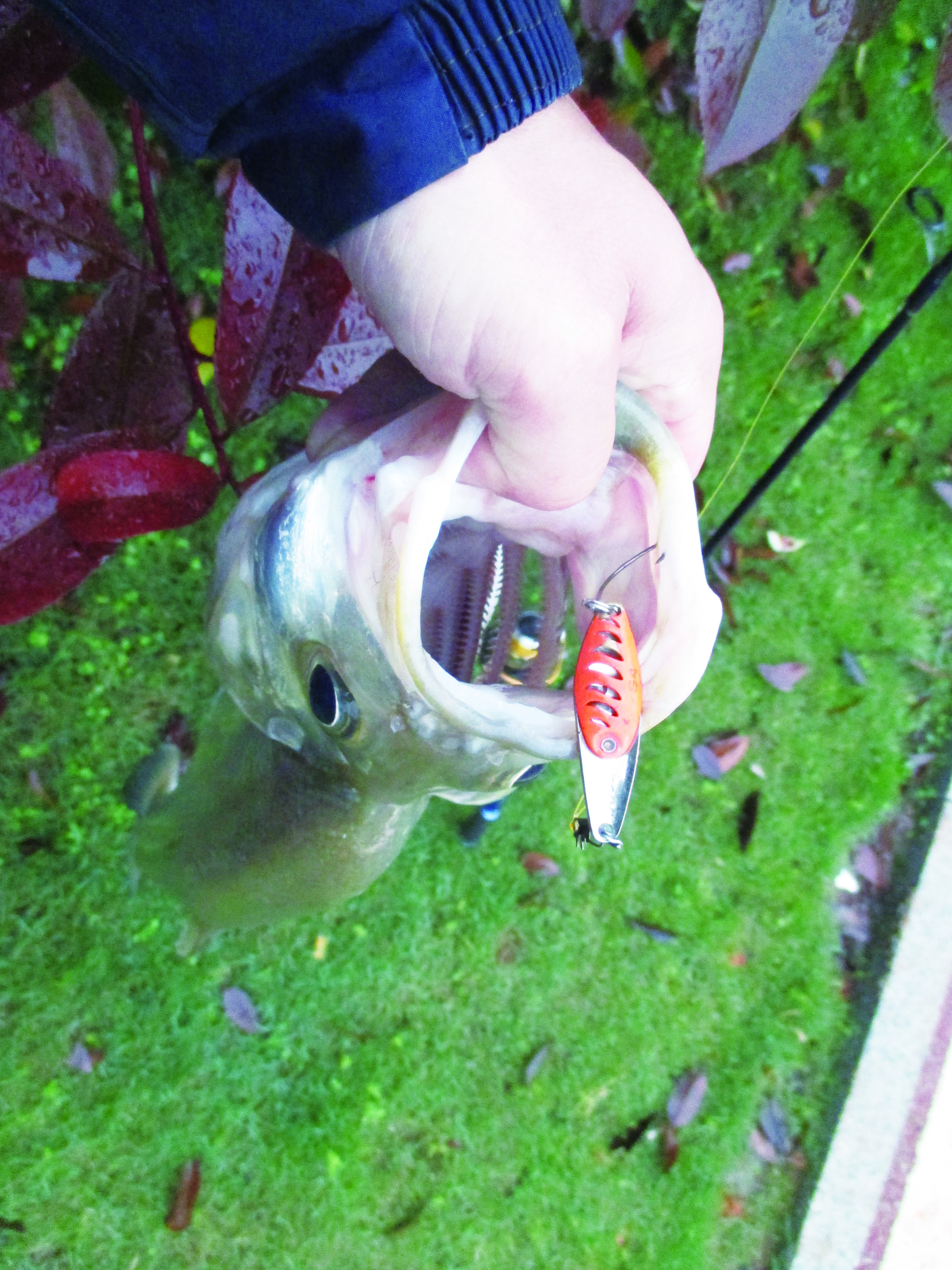 玩路亚第一天上鱼,玩路亚几年的变化