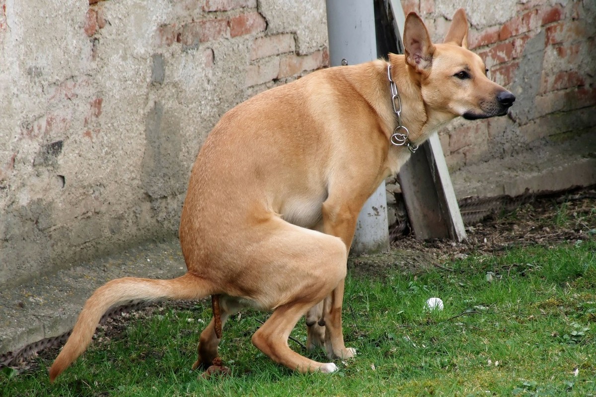 如何给狗狗挤肛门腺？这5个教程简单易学，挤出狗狗的健康