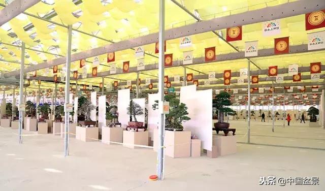 盆景不具有收藏价值,盆景不能有功利心