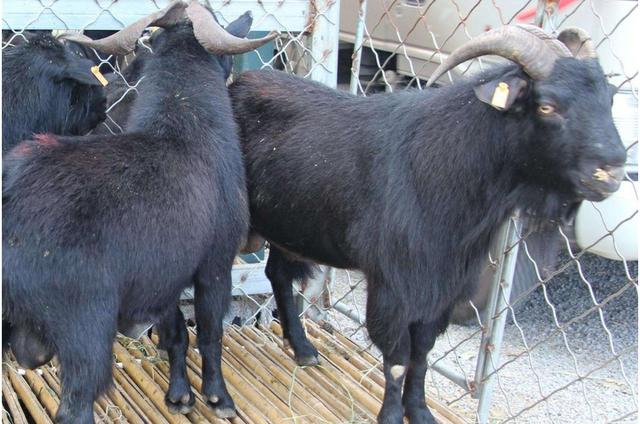 养羊药的配方,养羊常用药物的用法用量