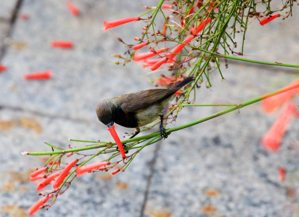 三亚风水最旺的景点在哪里,亚龙湾风水宝地