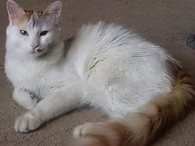 长着胡子的猫咪什么品种,有胡子的猫咪是哪种猫