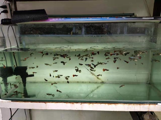 孔雀鱼生完小鱼后要换新水吗,孔雀鱼生完小鱼需要分开吗