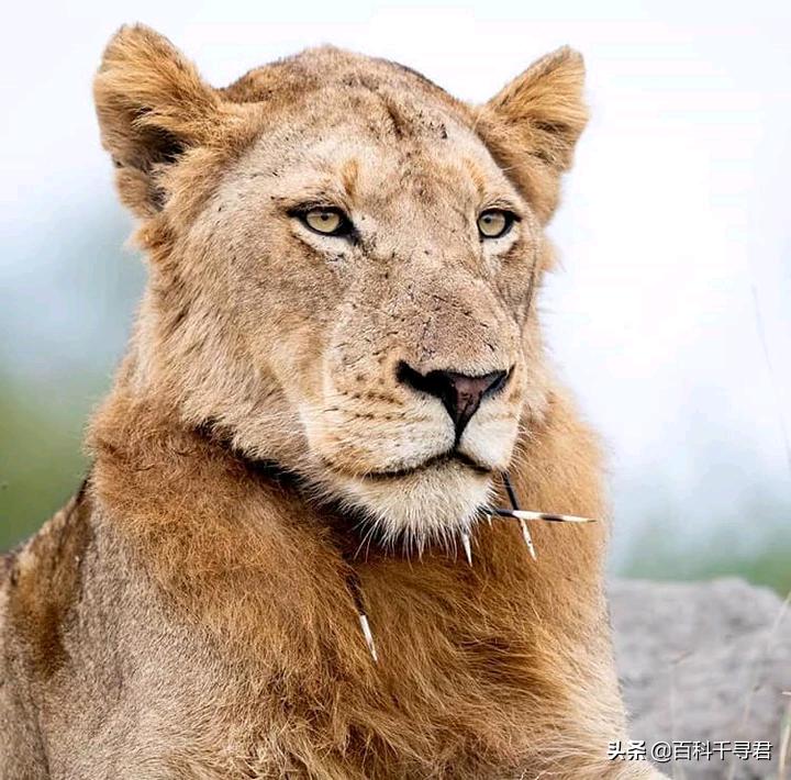 王者也会栽跟头——盘点在野生环境中杀死过成年老虎狮子的动物