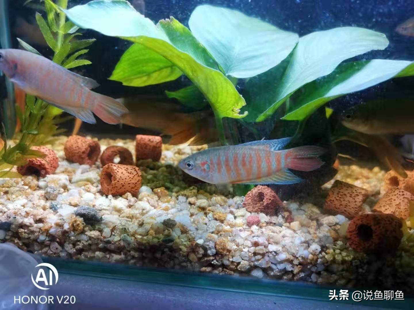 粉丝发私信求救,粉丝向主播求救