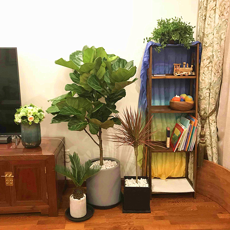 琴叶榕怎么养才会又粗又壮,琴叶榕怎么养得粗一些