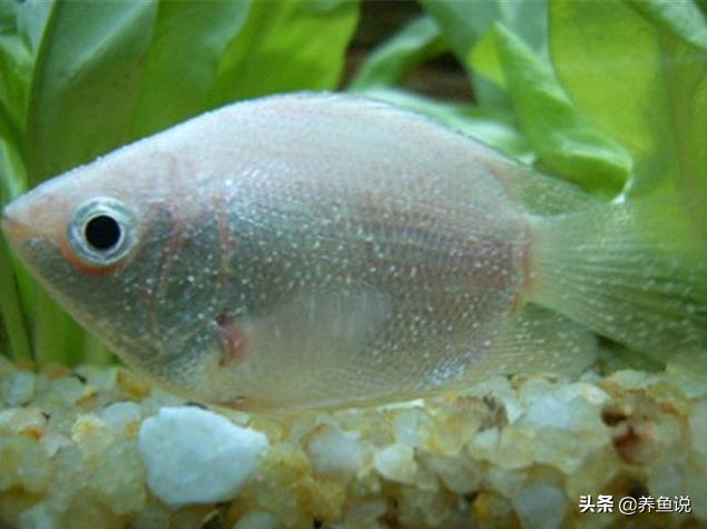 观赏鱼白点病到底用什么药治疗,观赏鱼白点病怎样预防可治