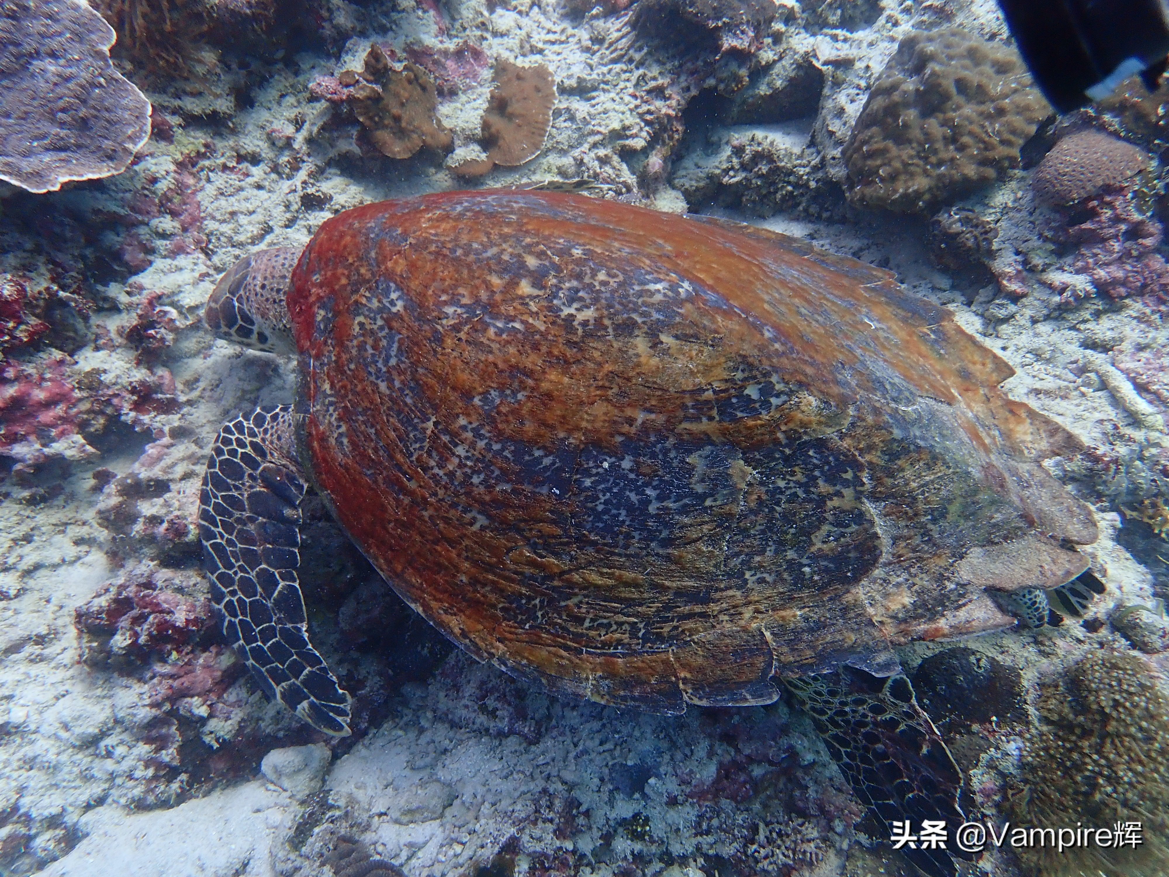 一起云旅游一日游,一起云旅行北极光