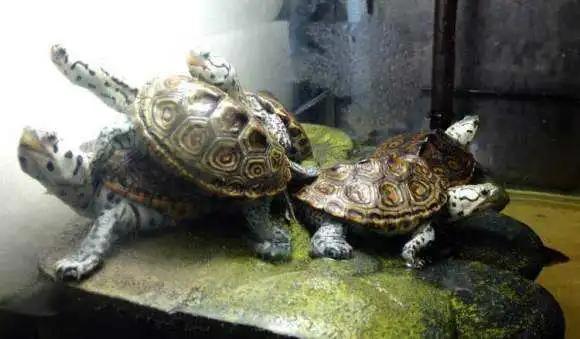 批量养钻纹龟最佳饲养方法,钻纹龟正确饲养方法