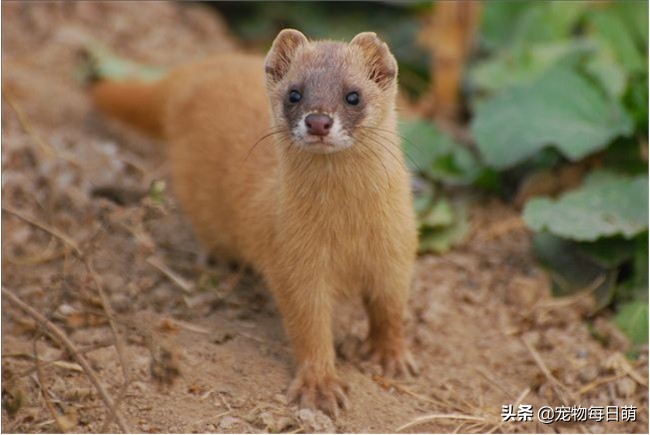 农村养了一种奇怪的鸡,农村养鸡最怕什么动物