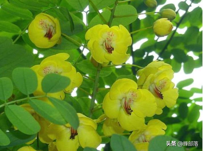 农村人称“母狗刺”，枝干里却藏着真家伙，售价1斤8800元