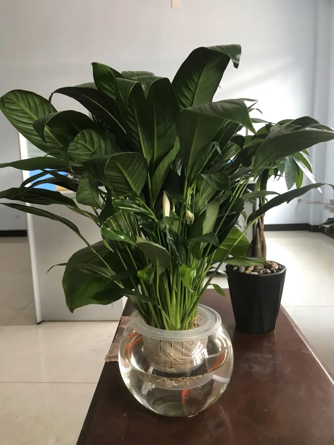 养花土的管理,土培养花怎么养才不会爆盆