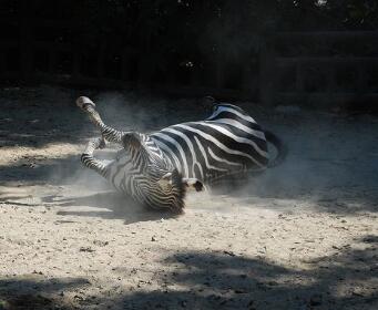 斑马没有斑,斑马没有斑马纹