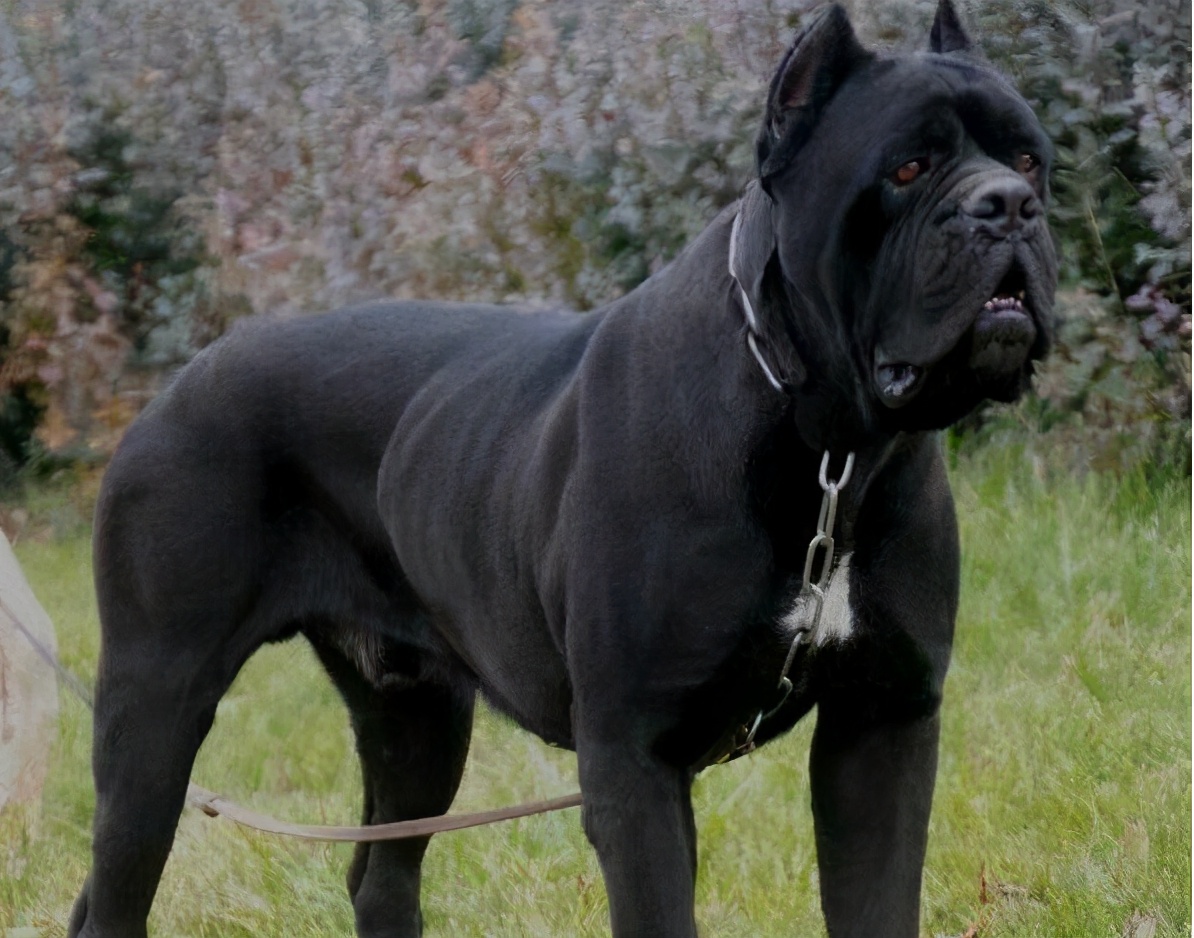 禁养犬名单公布你家狗在其中吗,土狗为什么列为禁养犬