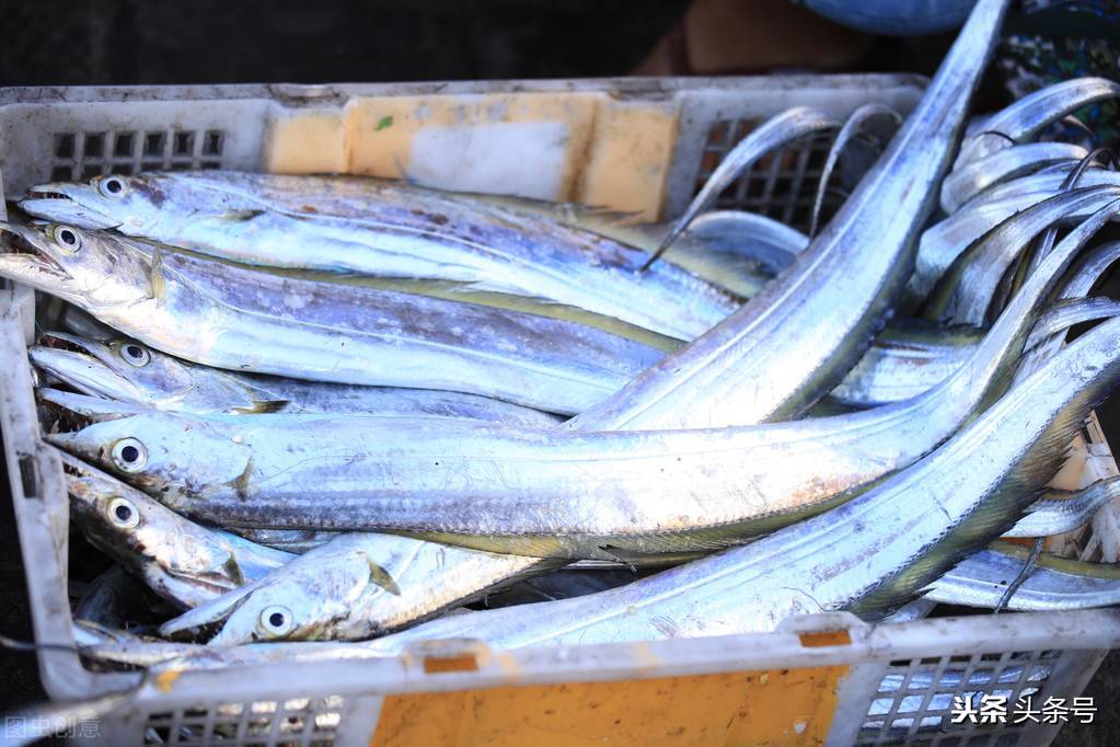 司机被迫吃生带鱼考验我们有关方面怎样把好事情办好