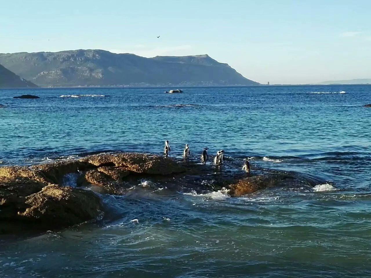 南非开普敦山吃饭,开普敦桌山上帝遗落在人间的餐桌