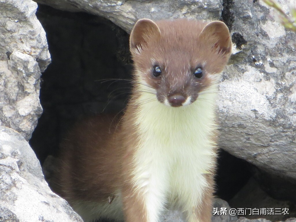 黄鼠狼给鸡拜年最后成功了吗,黄鼠狼给鸡拜年它吃鸡吗