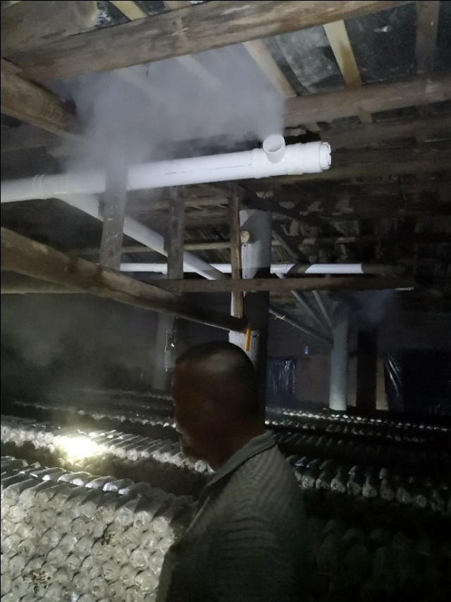 茶树菇如何处理不会有毒,茶树菇出菇管理方法