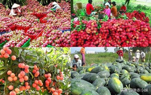 中国进口越南水果2019年 (越南水果为什么要进口)