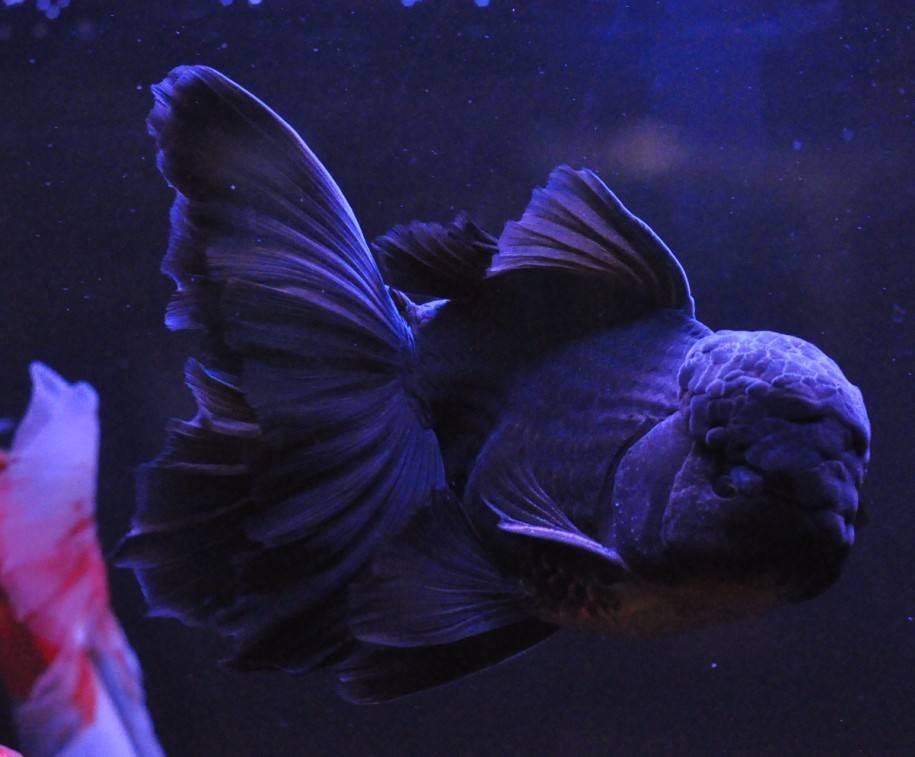 各种金鱼的特点都是什么,品种繁多的金鱼是由什么决定的