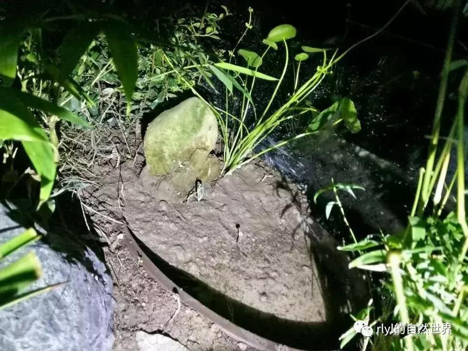 黄缘龟多大可以进环境造景,黄缘龟造景用陶粒还是火山石