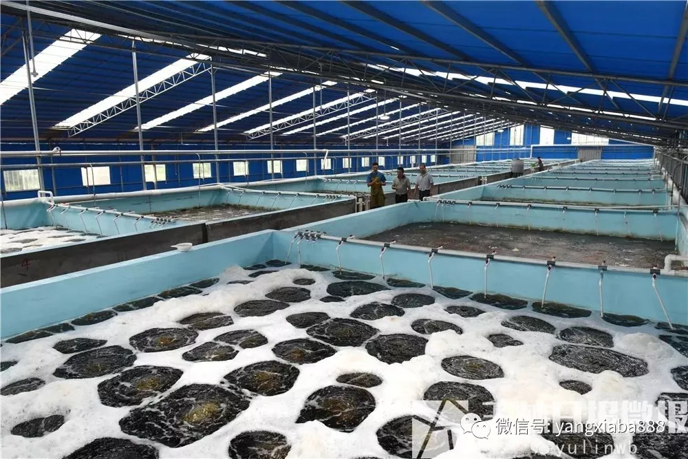 山坡上也能养虾？这个脱贫致富故事，告诉你答案！建议收藏