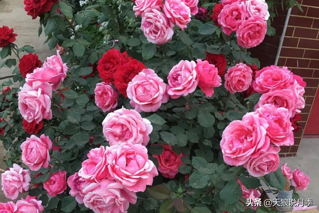 圆滚滚的绣球，瀑布般的花墙，这届花友也太会种花了吧