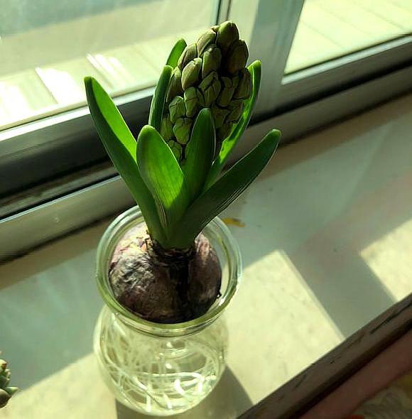 水培风信子开花之后怎么养护,水培风信子的养殖方法和禁忌