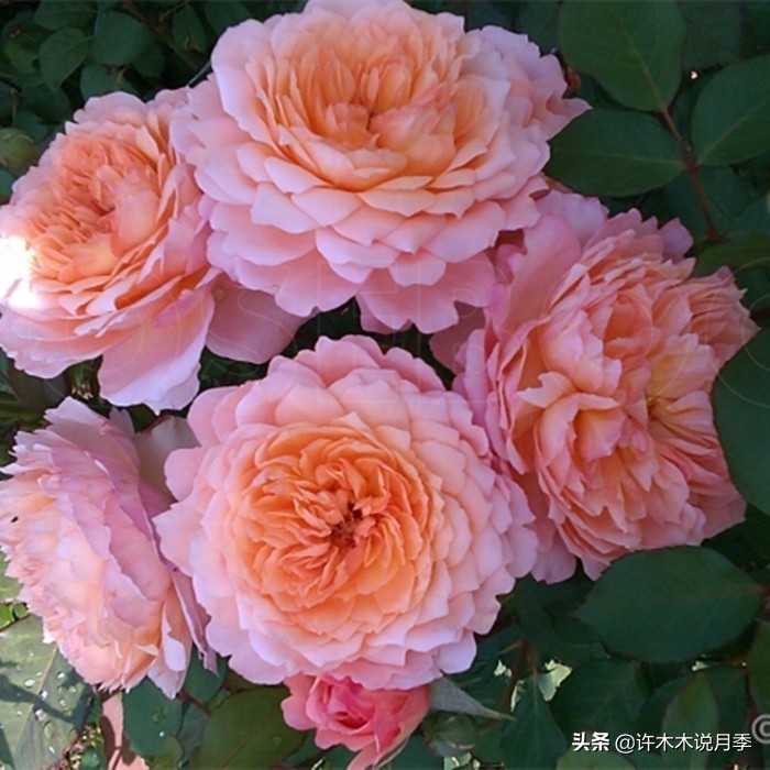 阳光不充足养什么绿植,阳光不足的阳台养什么花