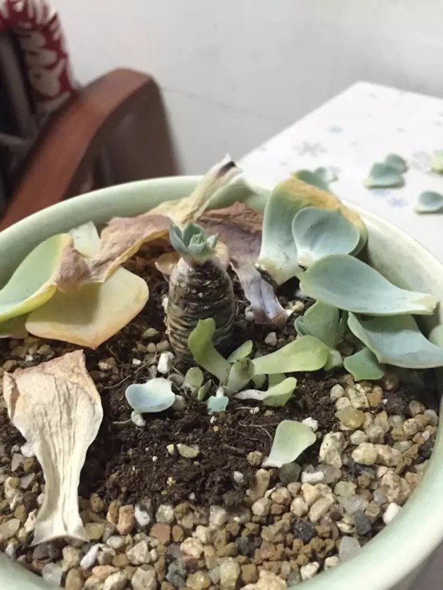 玉蝶直接种地里,个个漂亮长势好!玉蝶度夏这样做,没毛病