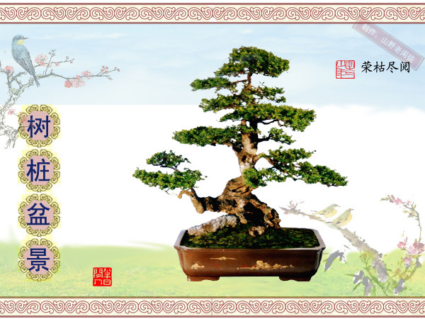 高山杜鹃花老树桩盆景,大树桩盆景欣赏