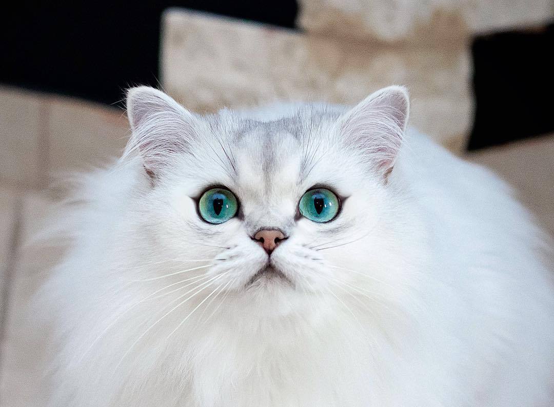 猫奴需要了解的知识:猫咪喝水少的危害及八种应对策略