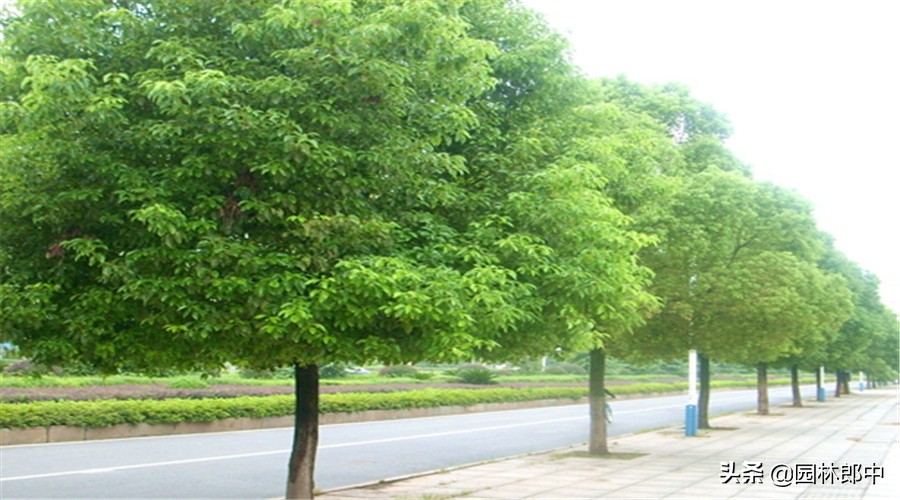 十年树龄香樟树叶发黄怎么办,香樟叶子发黄什么原因