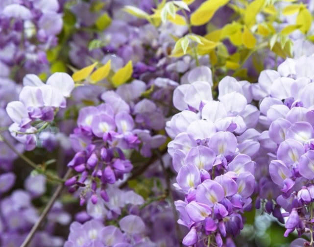 紫藤花盆栽阳台如何种植,紫藤花树什么时候种植好呢