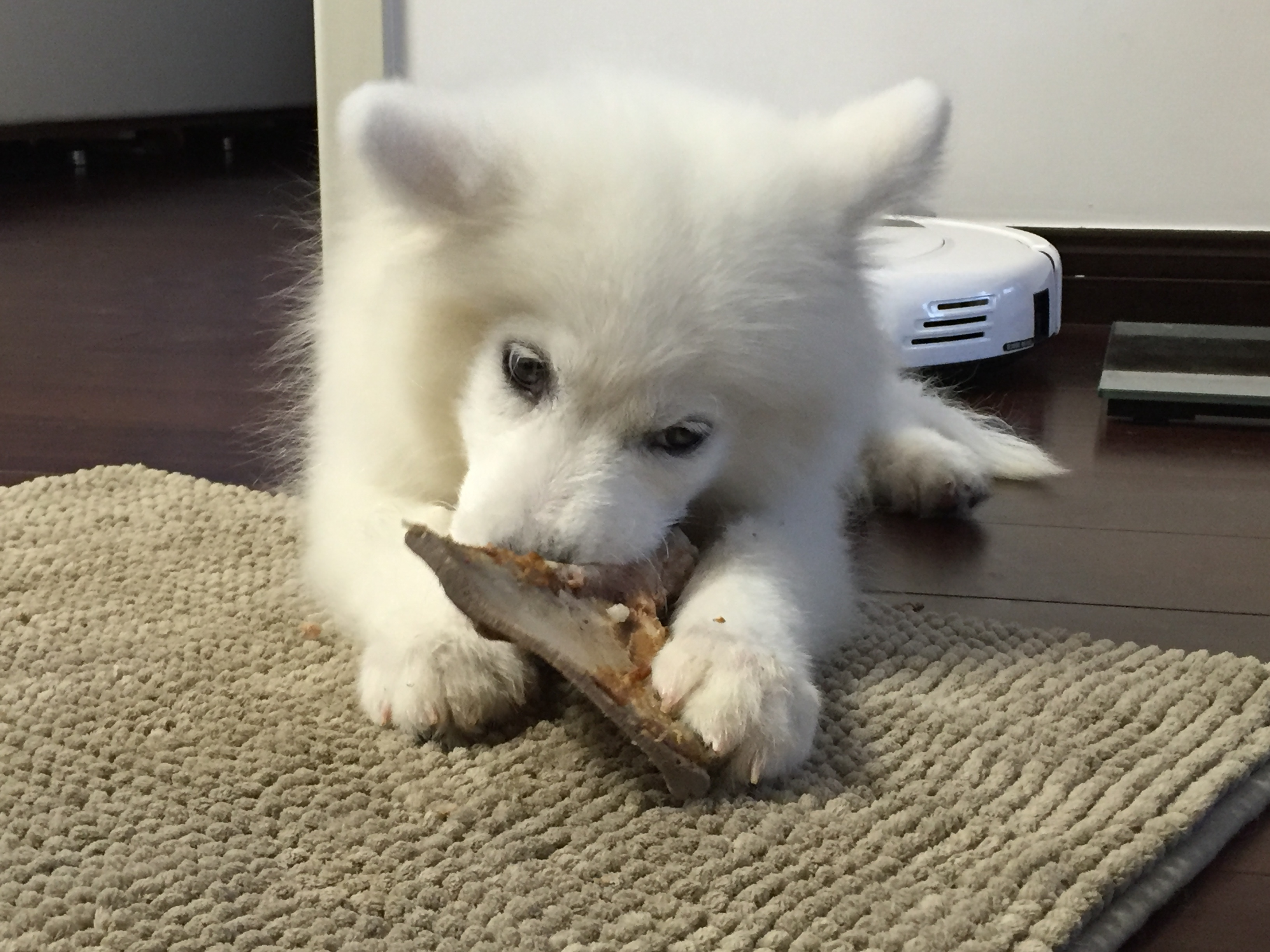 狗狗真的可以吃吗,吃骨头的狗狗